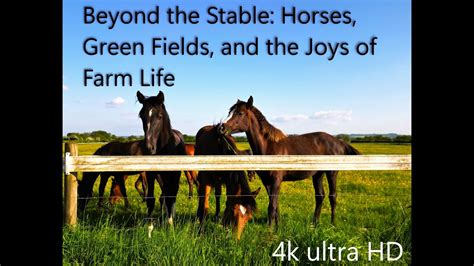 asstr horse|Beyond The Stable .